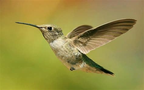 Hummingbird feeders: The Beautiful Hummingbird