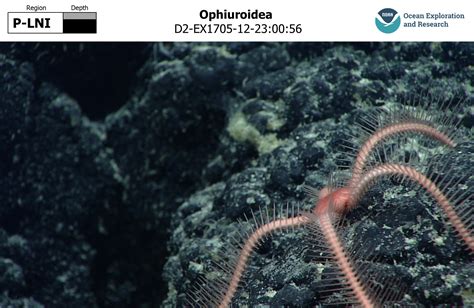 Gambar Ophiuroidea – Ilmu