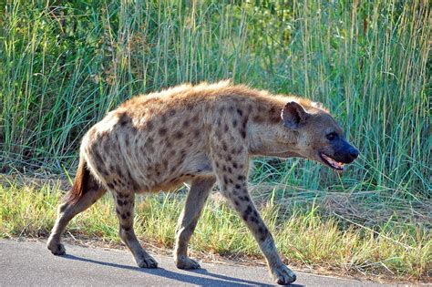 Spotted Hyena (African Plains) · iNaturalist