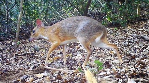 Mouse-deer species not seen for 30 years found alive in Vietnam | Science News | Inshorts