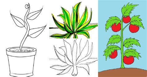 30 Easy Plant Drawing Ideas - How to Draw a Plant