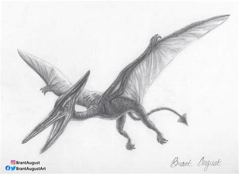 Pterodactyl drawing by Brant August : r/Paleontology