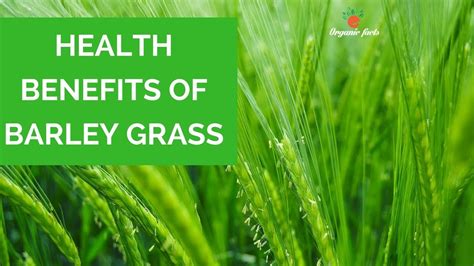 Top Health Benefits Of Barley Grass | Benefits Of Barley Grass - YouTube