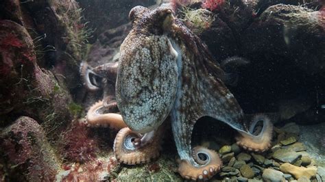 Free photo: Octopus, Kraken, Octopus Vulgaris - Free Image on Pixabay - 428745