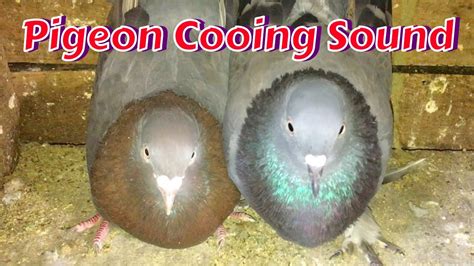 Male Pigeon Sound Impress Female Pigeon || Pigeon Crying Cooing Sound || Pigeon Calling - YouTube