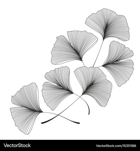 Ginkgo biloba leaves Royalty Free Vector Image