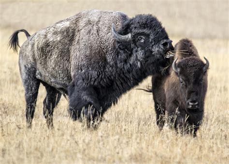 Bison d'Amérique du Nord 4k Ultra HD Fond d'écran and Arrière-Plan | 4185x2989 | ID:652389