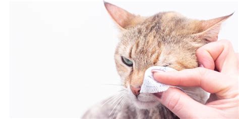 Conjunctivitis in Cats: Causes, Symptoms, & Treatment - Cats.com