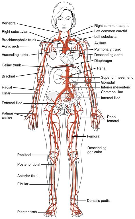 1. Anatomy of the Cardiovascular System - SimpleMed - Learning Medicine ...