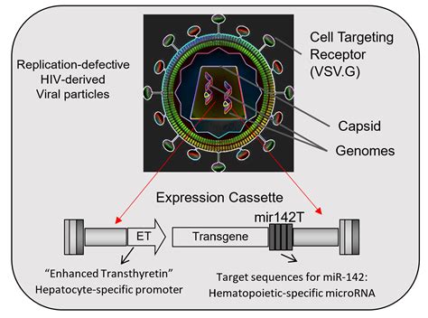 Lentiviral Gene Therapy to the Liver for Hemophilia and Beyond