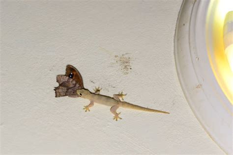 Common House Gecko Facts and Pictures