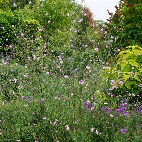 Althaea cannabina – Old Court Nurseries