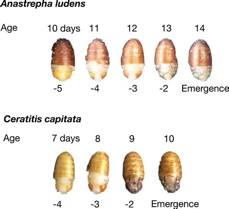 fruit fly pupae eye colors - Entomology Today