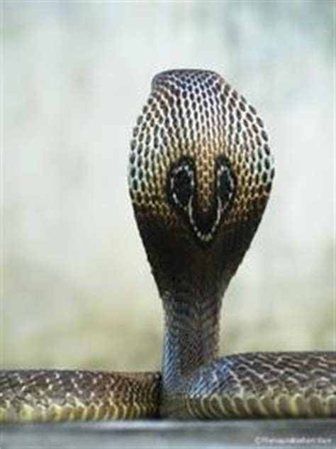 Indian Cobra - Snake Facts