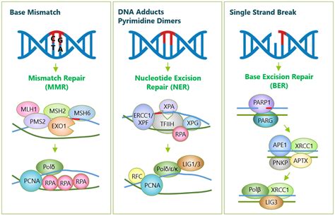 DNA Damage Repair