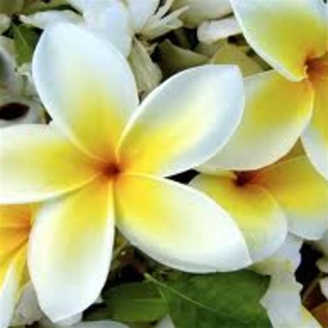 Pictures And Names Of Hawaiian Flowers | Best Flower Site