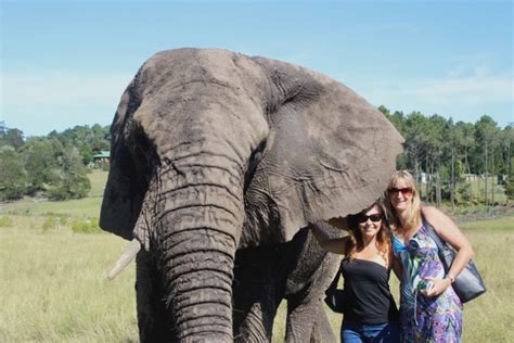 Knysna Elephant Park - Knysna Lodge