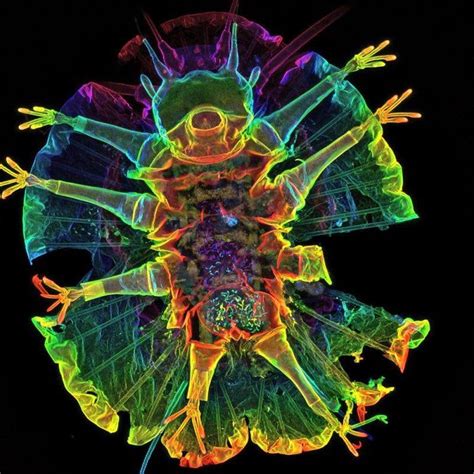 This is a Tardigrade, or Water Bear, under a confocal laser scanning microscope. Tardigrades can ...