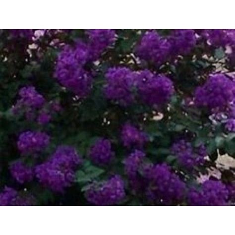 35+ Crape Myrtle Purple Seeds/Perennial Tree