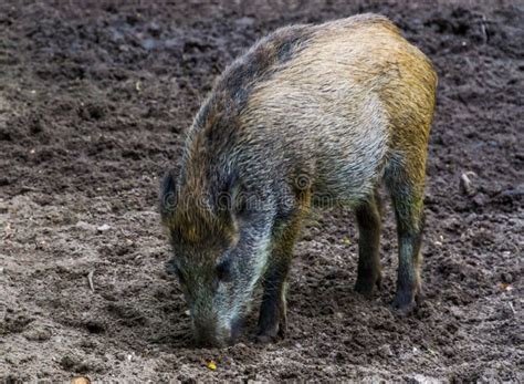 137 Wild Boar Razorback Pig Hog Stock Photos - Free & Royalty-Free ...