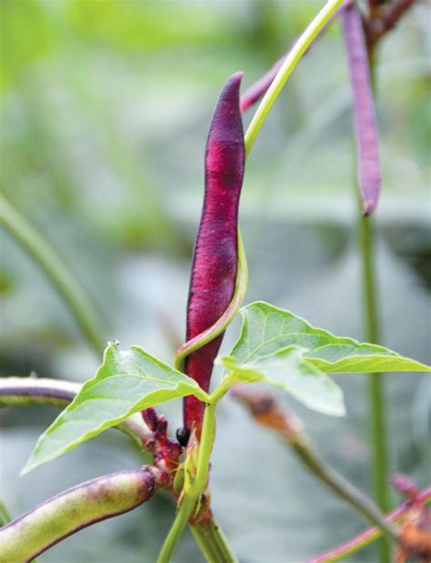 Passion for purple hull peas | Edible Houston