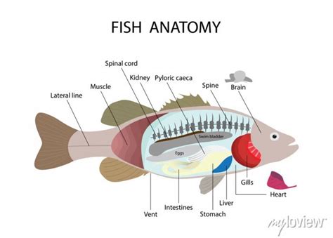 Illustration of biology and animals, fish anatomy, morphology posters ...