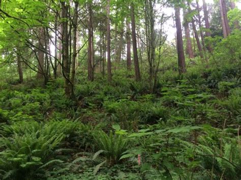 From Twigs to Trees: Baby Plants Grow into Forests - Green Seattle Partnership