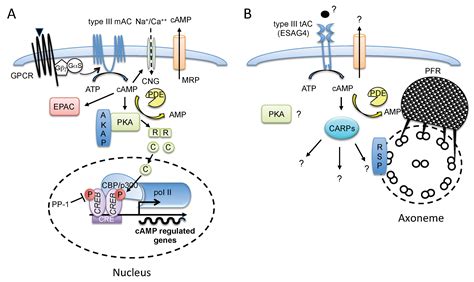 Pathogens | Free Full-Text | Adenylate Cyclases of Trypanosoma brucei ...