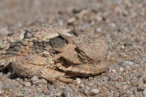 Desert Horned Lizard | Devin Bergquist | Flickr