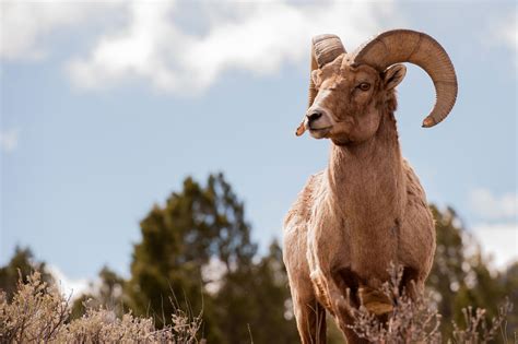 Black Hills Wildlife Photography – Black Hills Visitor