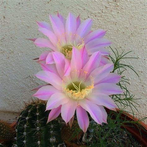 Sonoran Desert Flowers | Desert flowers, Sonoran desert, Flowers