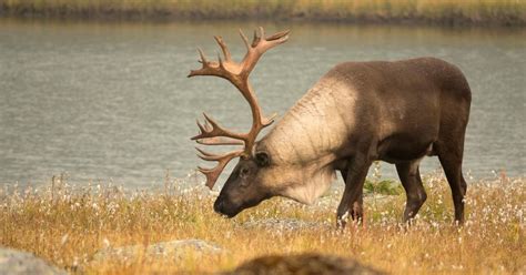 Natural Predators of Caribou Quiz - By the_underground