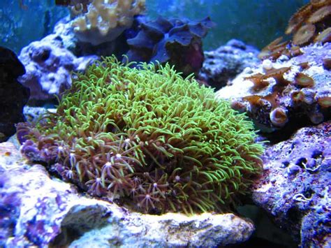 Green Star Polyp Coral: Thorough Guide For Beginners – Aquarium Genius