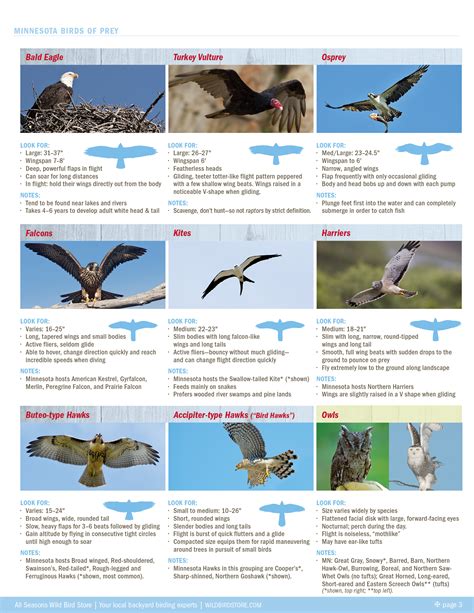 Raptors! A Guide to Minnesota's Birds of Prey - All Seasons Wild Bird Store