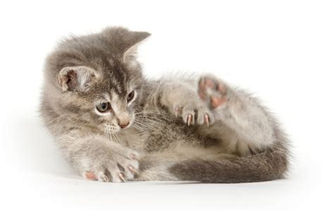 Why does my cat chase their tail? - Your Cat