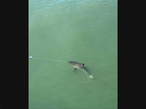 Great White Shark At Oside Pier: Oceanside Photo Of The Day | Oceanside, CA Patch