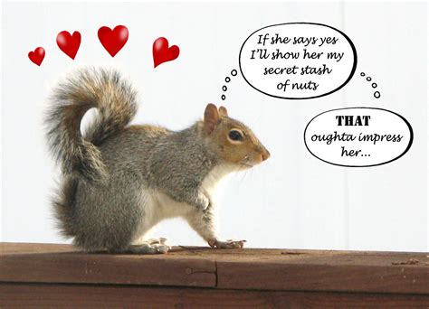 Quotes About Squirrels And Nuts. QuotesGram