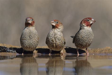 Red-headed Finch - Birds - South Africa