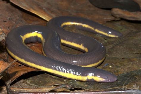 Ichthyophis sp. – Jodi Rowley