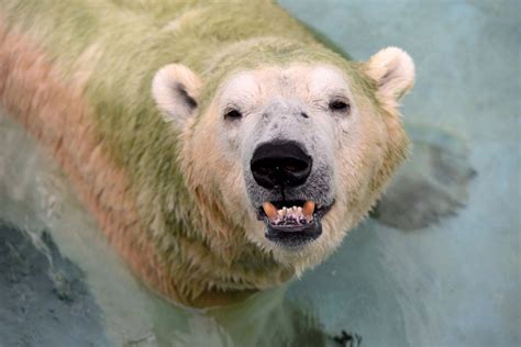 Inuka, first polar bear born in the tropics, is put down | New Straits Times | Malaysia General ...