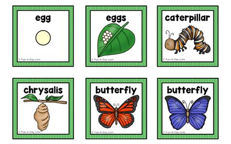 The Butterfly Life Cycle for Kids - Fun-A-Day!