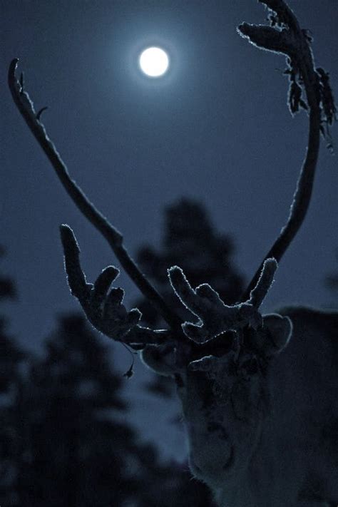 Reindeer in Moonlight Copyright Inari reindeer farm Photo Jan-Eerik ...