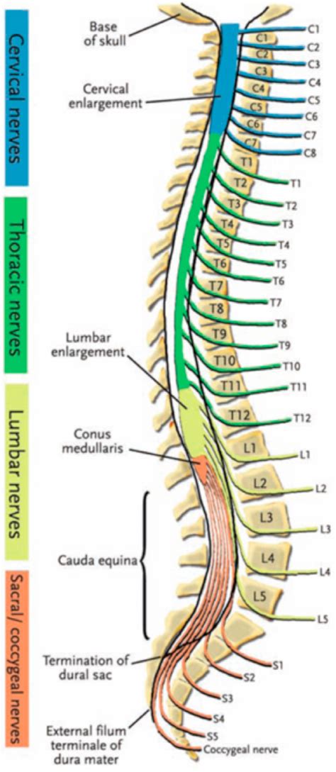 Asheville Chiropractor - Herniated Discs and Sciatica – River Ridge Chiropractic, Dr. Bart Hodgins