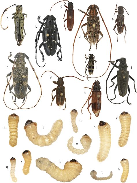 Insect Larvae Identification Chart