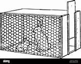 Rabbit hutch Stock Vector Images  Alamy sketch template