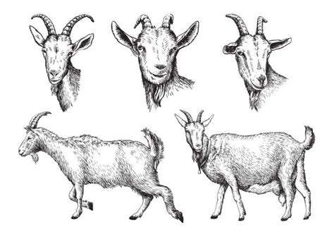 38,700+ Goat Stock Illustrations, Royalty-Free Vector Graphics & Clip Art - iStock