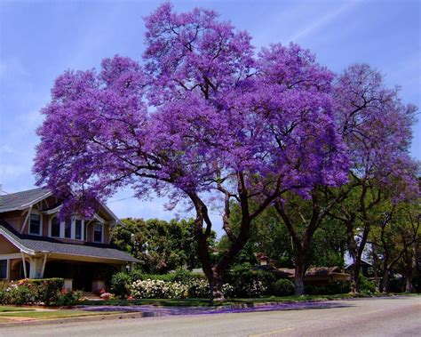 Blue Jacaranda Tree jacaranda Mimosaefolia Seeds - Etsy