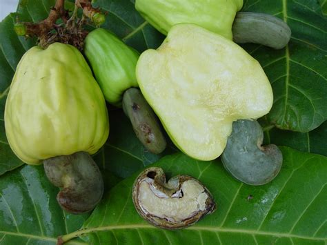 Caribfruits - Pomme et noix de cajou / Fruits Tropicaux