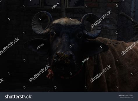 Indian Water Buffalo Portrait Farm House Stock Photo 1940155492 ...