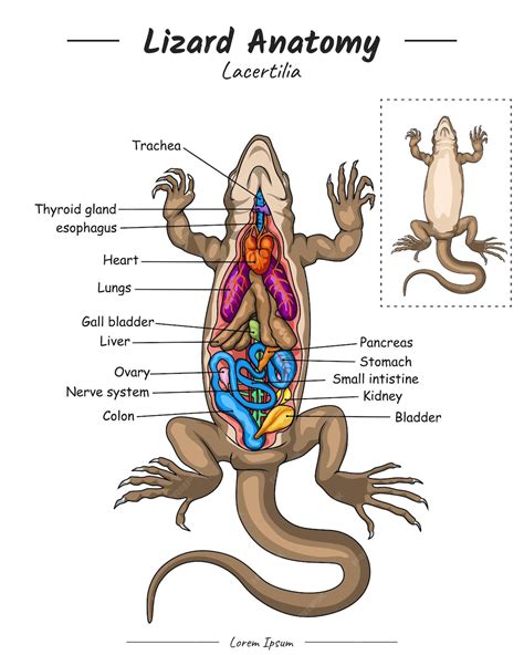 Premium Vector | Lizard anatomy a diagram of a lizard with the internal ...